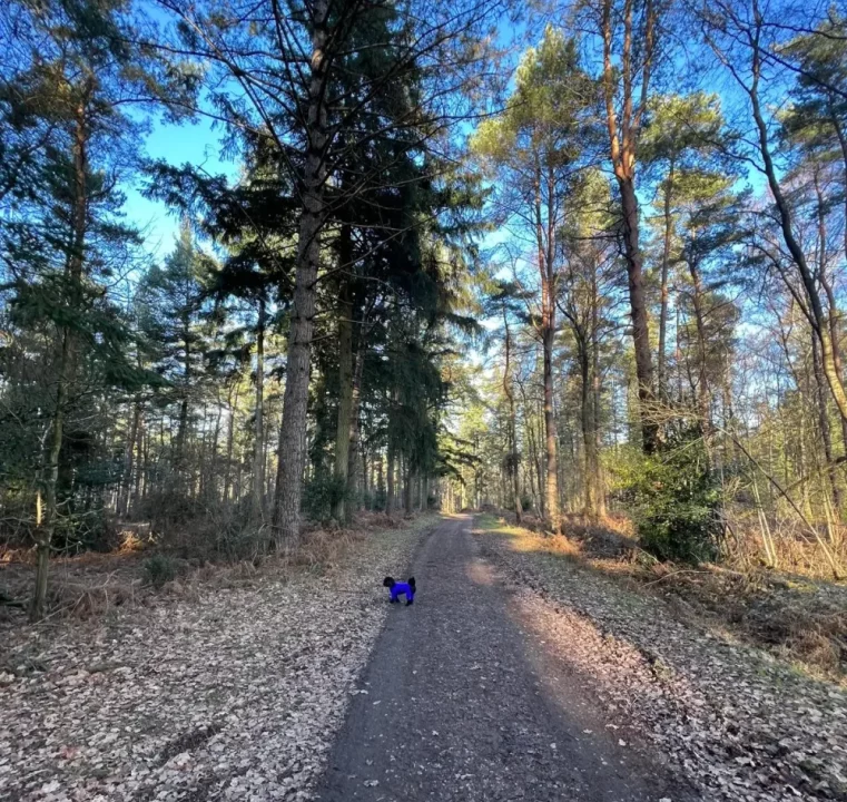 Woodland path with dog